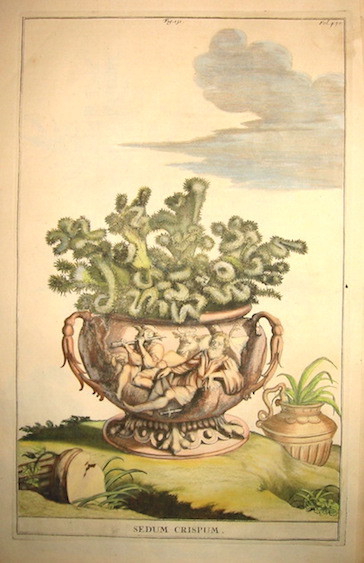 Munting Abraham (1626-1683) Sedum Crispum 1696 Leiden-Utrecht  